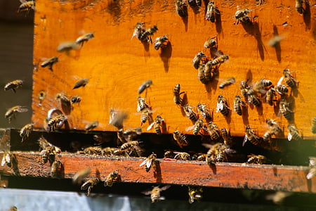 ผึ้ง, หญ้า, ไฮฟ์, essain, pollinator, น้ำผึ้ง, เลี้ยงผึ้ง