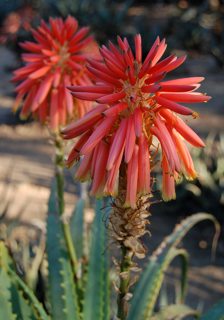 aloe, flower, nature, south africa, flora, red