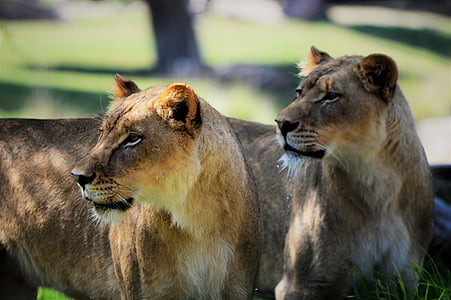 lioness, safari park, san diego, lion - Feline, wildlife, carnivore, animals In The Wild