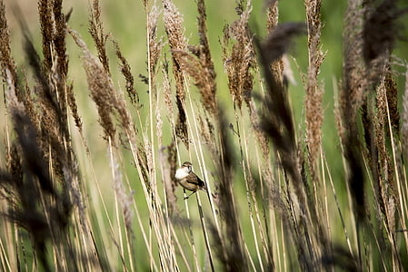 bird, reeds, wildlife, nature, birdwatching