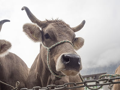 Корова, крупный рогатый скот шоу, таможенные, традиция, Швейцария, Сельское хозяйство, коровы