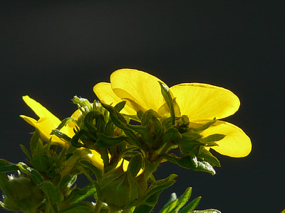 Finger keř, Bush, dasiphora fruticosa, živý plot, květiny, žlutá, Potentilla fruticosa