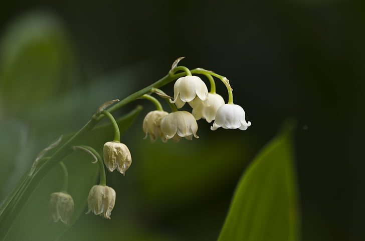Lily Lembah, mungkin, putih, Blossom, mekar, Bell, putih hijau
