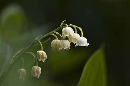 gyöngyvirág, május, fehér, Blossom, Bloom, Bell, fehér, zöld