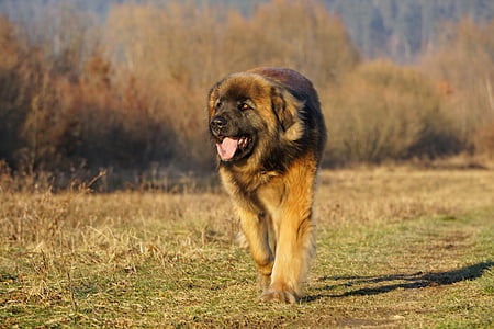 Leonberger, perro, animales, animales de compañía, un animal, animales domésticos, temas de animales