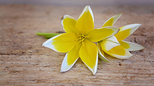 Star tulip, pequeñas estrella tulip, flor, flor, floración, amarillo-blanco, flor de primavera