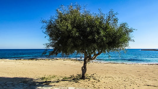 Кипр, Айя-Напа, галечном пляже, дерево, песок