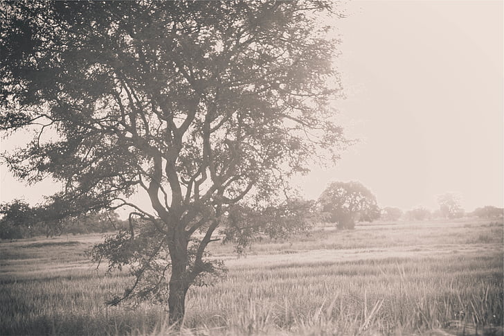 grass, field, tree, photo, trees, rural, country