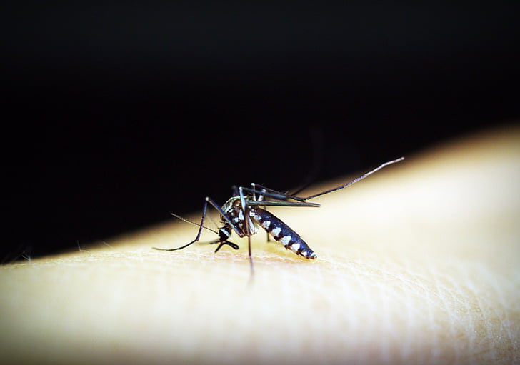 mosquit, malària, gnat, mossegada, insecte, sang, dolor