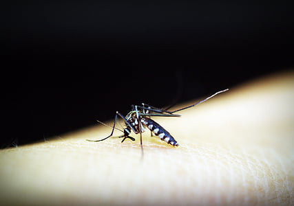 komár, malária, gnat, skus, hmyzu, krvi, bolesť