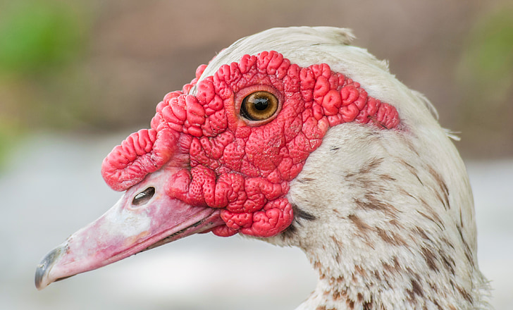 muscovy duck, duck, head, red, bird, portrait, farm