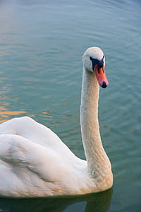 Swan, fuglen, dyr, natur, penn, ville fugler, Lake