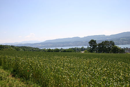 padang rumput, Danau, alam, Zurich, Swiss, zollikon, pemandangan