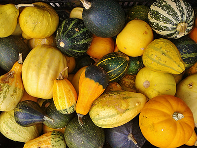 gourd, pumpkin, autumn, nature, thanksgiving, decoration, autumn motives