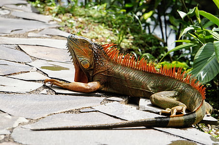 iguana, colorful, sun, animal, lizard, reptile, one animal
