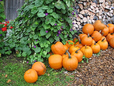 musim gugur, labu, musim gugur, Halloween, panen, Oktober, musiman