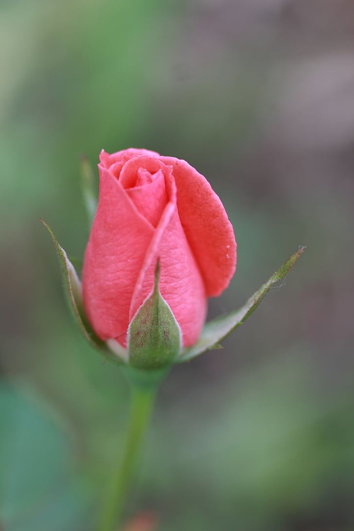 Pink rose, Rózsa, virág, természet, növény, kert
