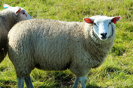 pecore, Ritratto, chiudere, testa, animale, lana, vista