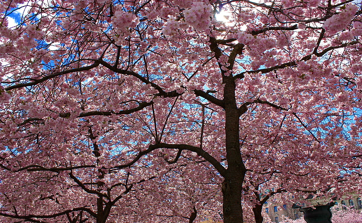 čerešne, čerešňa, čerešňový kvet, Kvitnúce stromy, Japonská čerešňa, ružové kvety, kvitnúce
