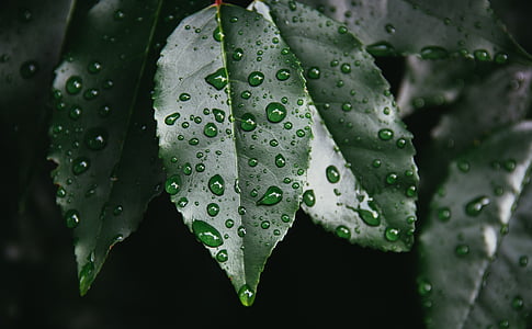 close, photo, water, dew, green, leaf, nature