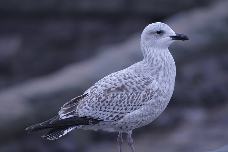 seagulls, rocks, nature, outdoor, birds, wildlife, bird