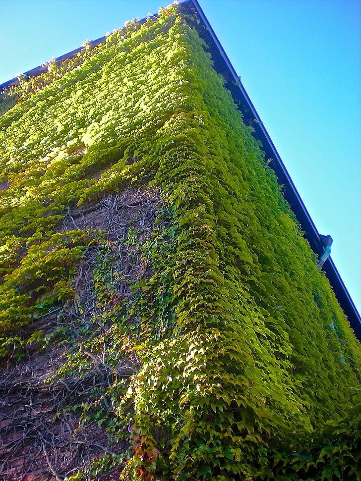 kyrkfasad, climbing plant, green, summer