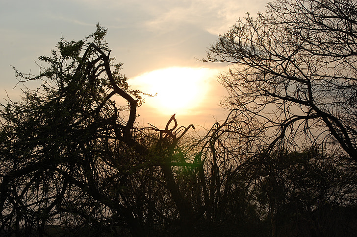 Západ slunce, stromy, Afrika, silueta