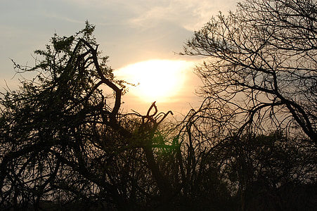Sunset, puut, Afrikka, siluetti