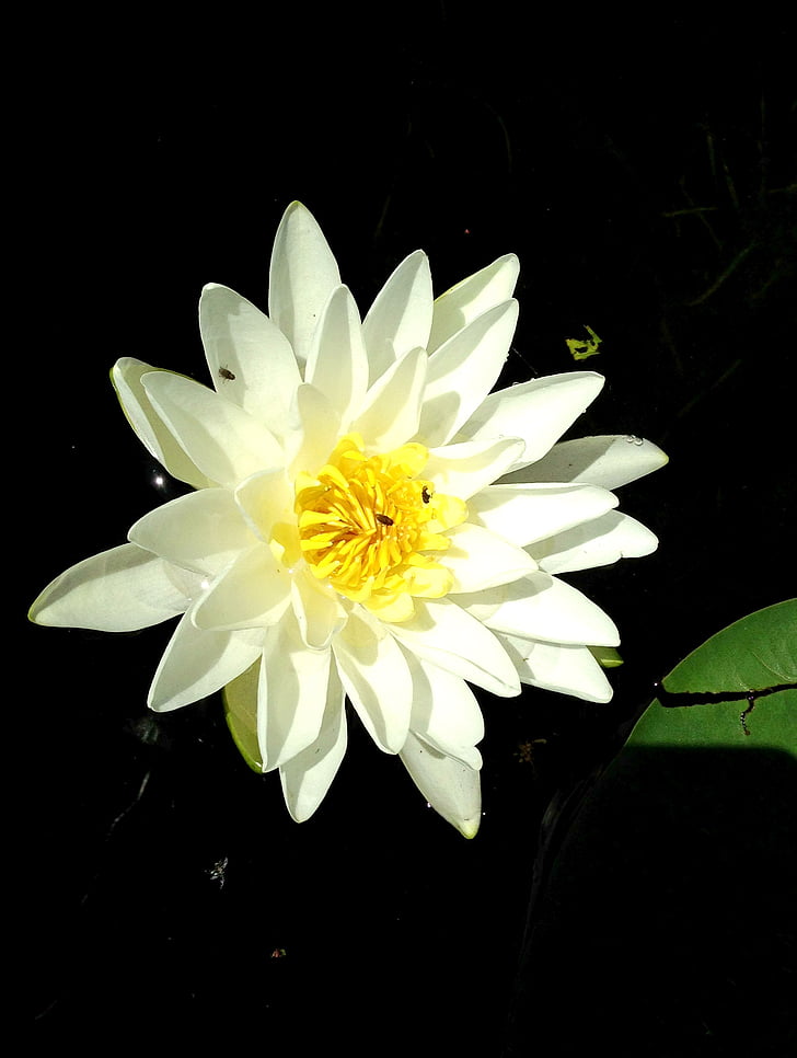 flower, water, lily, bloom, nature, flora, plant