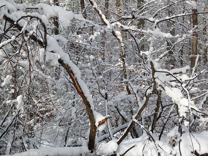 zimné, sneh, snehová búrka, za studena, modrá, Príroda, sneženie
