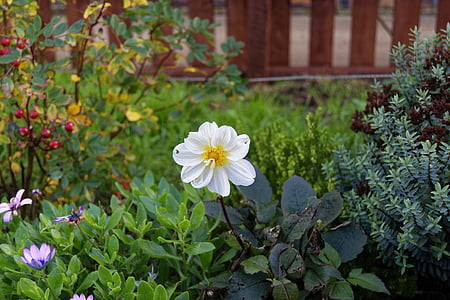 flower, white flower, nature, white, plant, autumn, flower background