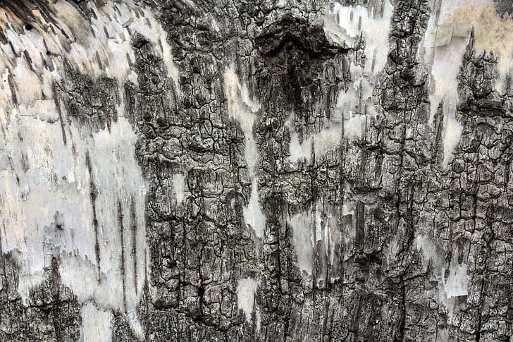 birch, bark, birch bark, background