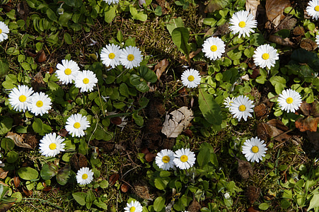 daisy, background, structure, texture, ground, rush, spring
