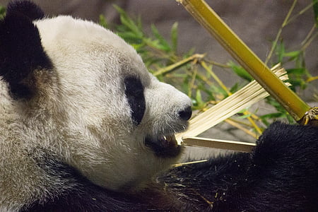 Panda, ours, Zoo, animal, mignon, nounours