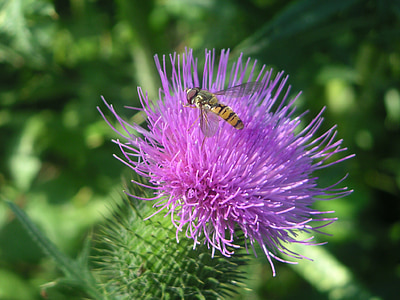 thistle, thistle flower, close, purple, insect, wasp, blossom