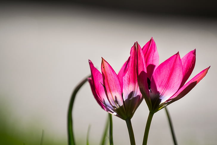 Tulipa, tulipas, -de-rosa, transparente, Primavera, luz de fundo, colorido