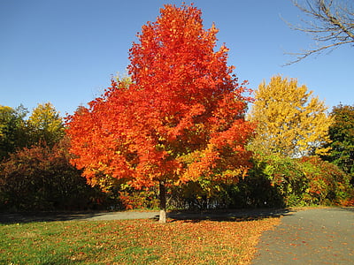 herfst kleuren, Val, herfst, Val achtergrond, geel, boom, loof
