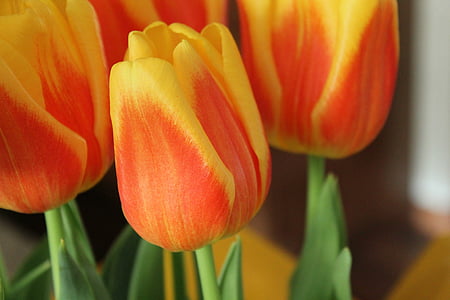 Tulipaner, blomster, Jordens dag, natur, blomstermotiver, farverige, farve