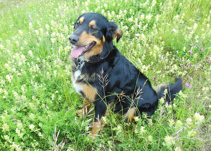 mišrios veislės šuo, hibridas, pieva, šuo, šuo ant pievos, gėlės, Gamta