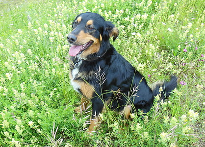 psa rasy mieszanej, hybrydowe, łąka, pies, pies na łące, kwiaty, Natura