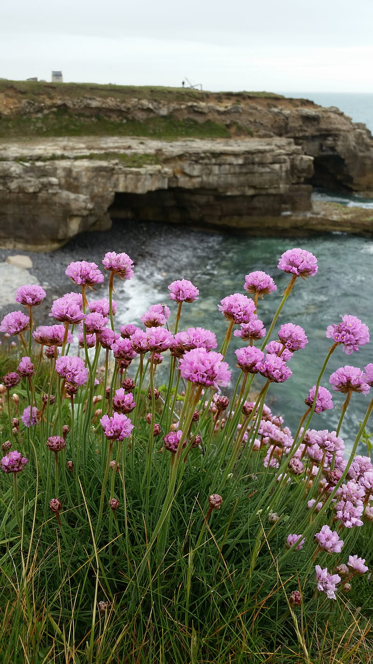 Rosas de mar, borde de los acantilados, mar, rocas, flor, junto al mar, verano