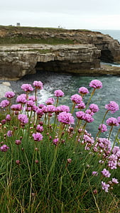 růžové moře, útesu, Já?, kameny, květ, mořské pobřeží, léto