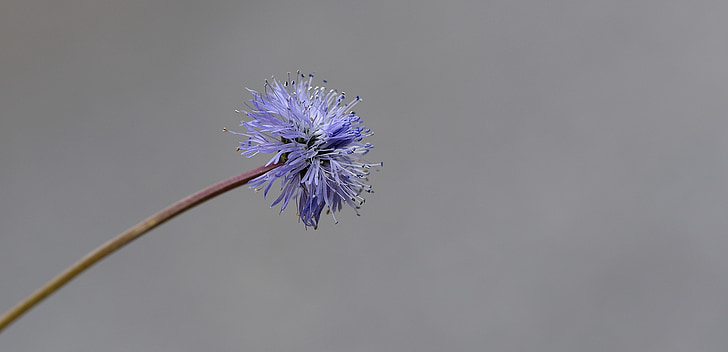 JASIONE montana, Blume, Anlage, Blüte, Bloom, Blau, in der Nähe