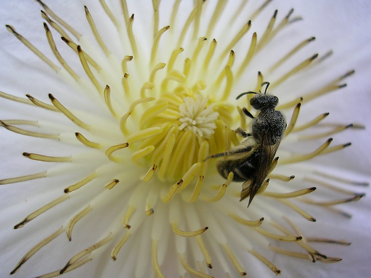 flower, bee, pollen