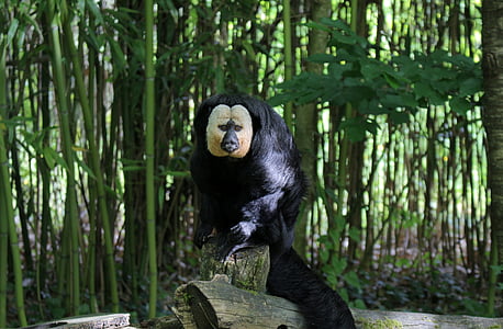 maimuta, gradina zoologica, Franţa, verde, negru, alb, copaci
