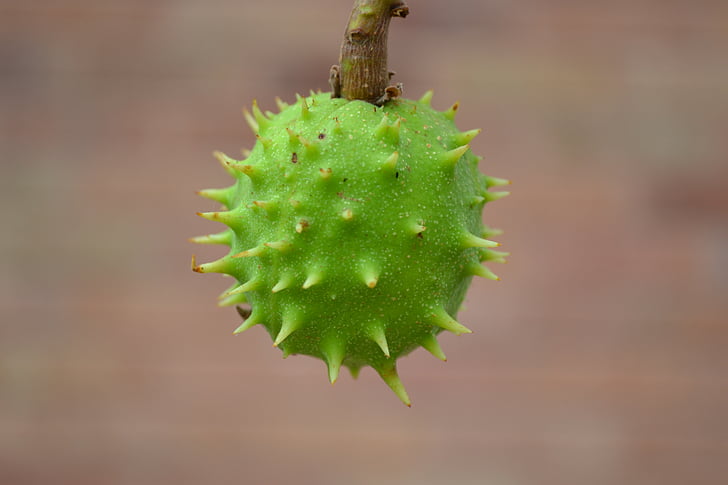 conker, chestnut, horse chestnut, green, spiky, seed, plant