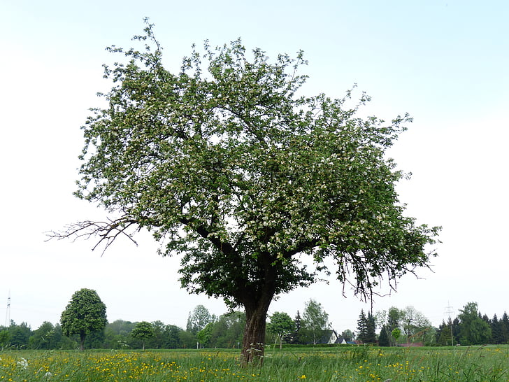 árbol de manzana, árbol, flor de la manzana, naturaleza, primavera, al aire libre, hoja