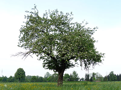 Μηλιά, δέντρο, άνθος της Apple, φύση, άνοιξη, σε εξωτερικούς χώρους, φύλλο