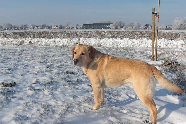 hond, Labrador, dier, huisdier, honden, sneeuw, winter