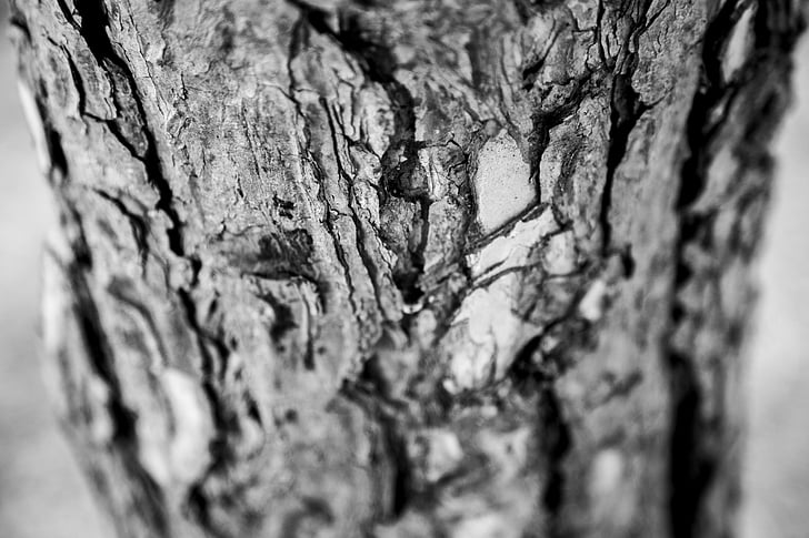 madera muerta, era, memorias en mi ojos, memoria, madera del árbol, planta, corteza de árbol